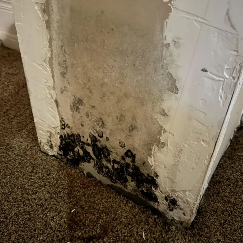 Professional Mold Removal in Hollywood, CA